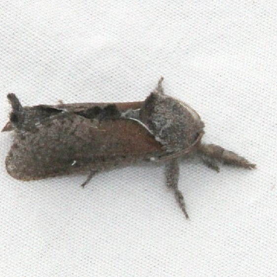 2668 Anna Carpenterworm Moth check if out west Fool Hollow Lake St Pk Ariz 5-24-17 (6)_opt