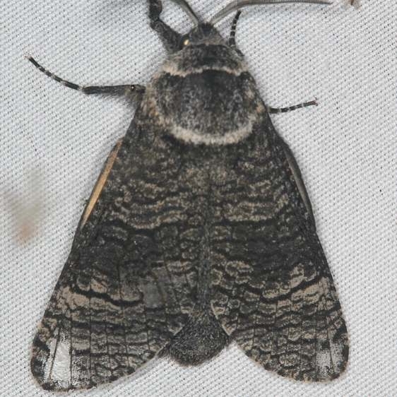 2675 Poplar Carpenterworm Moth Lake of the Woods Ash Rapids Lodge 7-16-17 (44)_opt