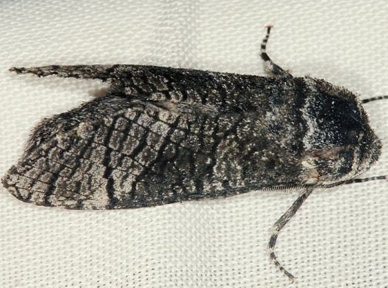 2675 Poplar Carpenterworm Moth Lake of the Woods Ontario 7-23-16 (24a)_opt