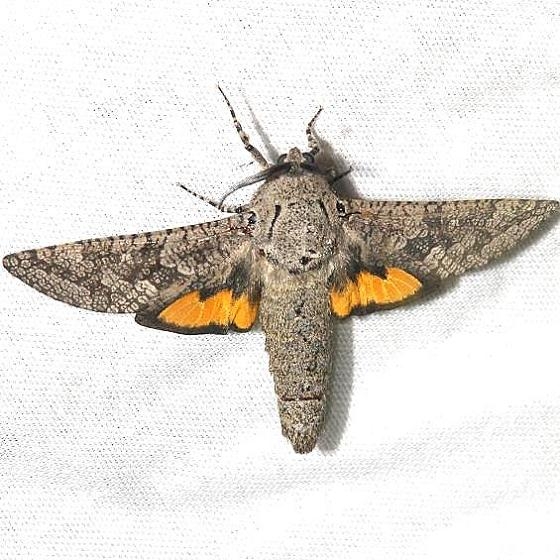 2693 Carpenterworm Moth Hidden Lake Everglades Natl Pk 3-9-13