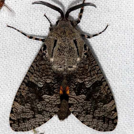 2693 Carpenterworm Moth Hidden Lake Everglades 2-18-14
