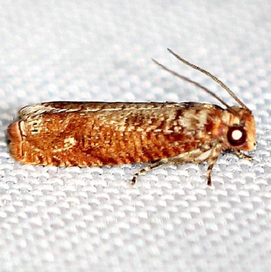 2701 Sumac Leaftier Moth Pineland Everglades Natl Pk 3-8-13