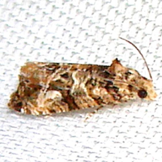 2727.97 Unidentified Paralobesia Moth Payne's Prairie St Pk 3-22-12