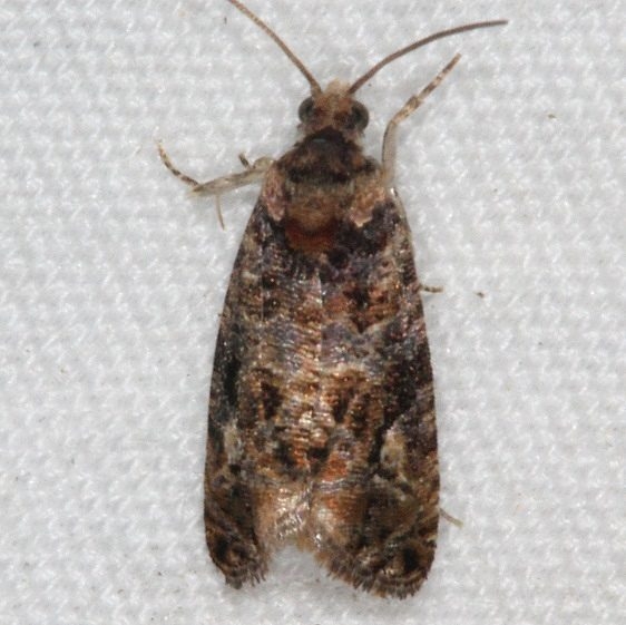 2727.97 Unidentified Paralobesia Moth yard 5-25-15