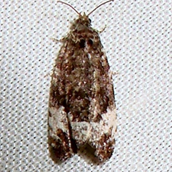 2753 Sallow Apotomis Moth Thunder Lake UP Mich 6-21-11