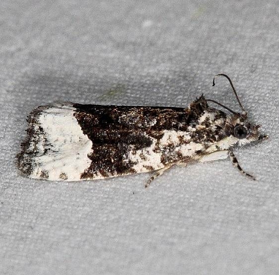 2755 Funereal Apotomis Moth Lake of the Woods Ontario 7-20-16 (186a)_opt
