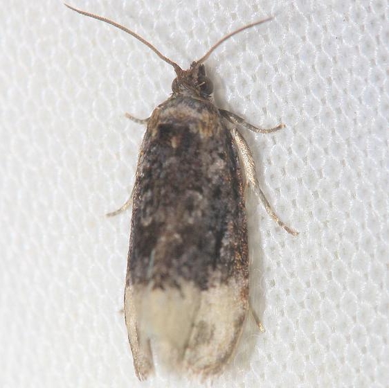 2861 Off-white Hedya Moth Schivley Fen Logan Co Oh 6-12-12