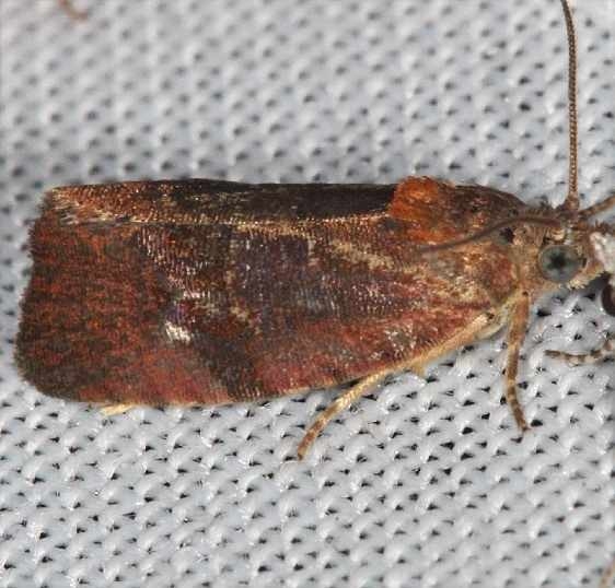 2866 Spirea Leaftier Moth Lake of the Woods Ontario 7-23-16