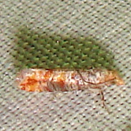 2882 Nantucket Pine Tip Moth Grasshopper Lake Ocala Natl Forest 3-15-12