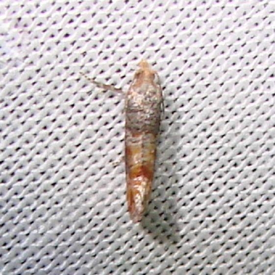 2882 Nantucket Pine Tip Moth Grasshopper Lake Ocala Natl 3-15-12