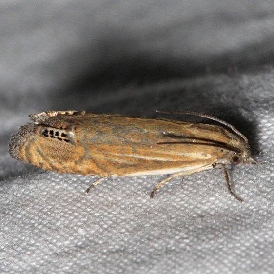 2926 Speckled Phaneta Moth Rocky Mountain Natl Pk Colorado 6-22-17 (14)_opt