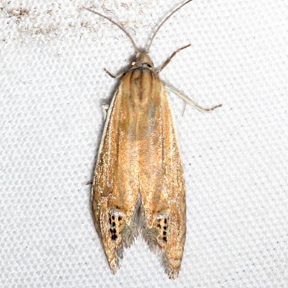 2926 Speckled Phaneta Moth Rocky Mountain Natl Pk Colorado 6-22-17 (7)_opt