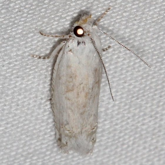 3170.97 Unidentified Pelochrista Moth BG Olethruetinae Moth Colorado Natl Monument 6-17-17 (164)_opt