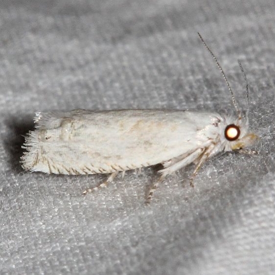 3170.97 Unidentified Pelochrista Moth BG Olethruetinae Moth Colorado Natl Monument 6-17-17 (165)_opt