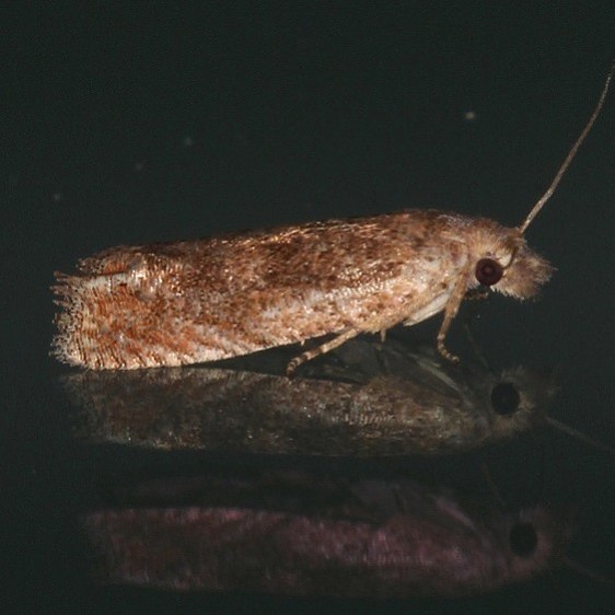 3170.97 Unidentified Pelochrista Moth Battelle Darby Metro Nature Center BG 7-20-19