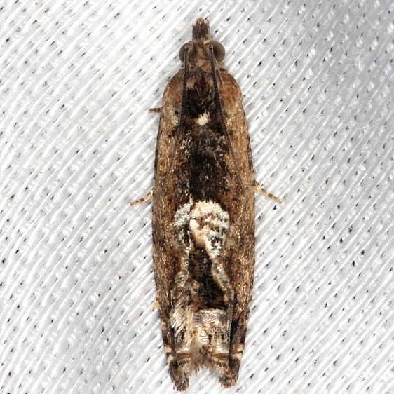 3173.97 Unidentified Epiblema Moth 3073 closest Hidden Lake Everglades 2-18-14
