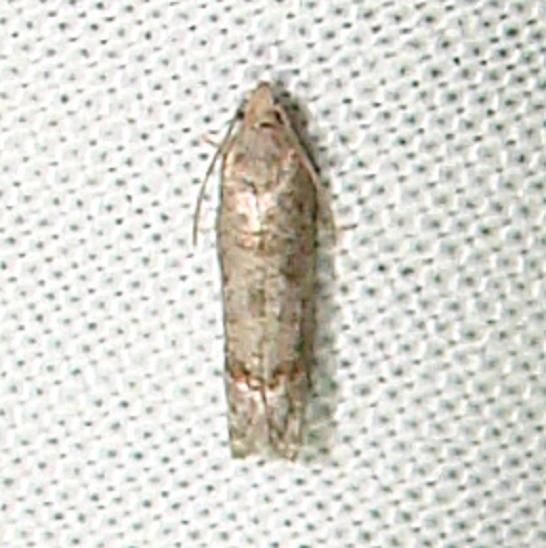 3176 Presumed Epiblema Moth tentative Faver Dykes St Pk Fla 3-2-11