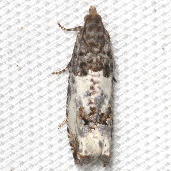 3192 Gray-blotched Epiblema Moth yard 5-22-12