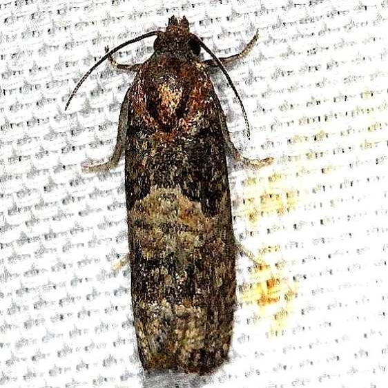 3207.97 Unidentified Epiblema Moth Hidden Lake Everglades Natl Pk 3-9-13