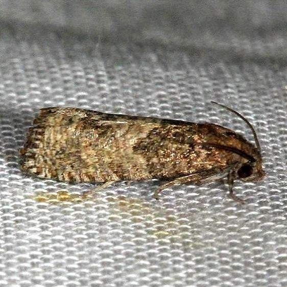 3207.97 Unidentified Epiblema Moth Hidden Lake Everglades Natl Pk 3-9-13