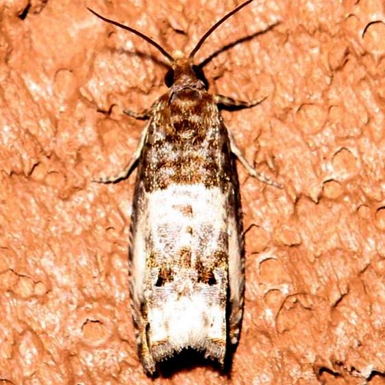 3211.97 Unidentified Notocelia Moth Jenny Wiley St Pk Ky 4-24-12