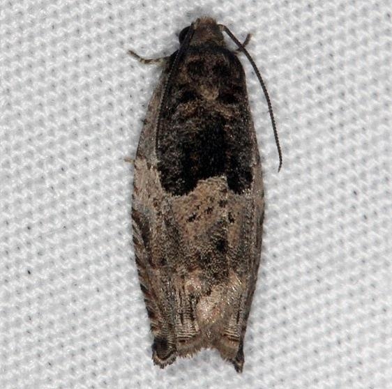 3226 Cottonwood Twig Borer Moth Burr Oak St Pk at cabins Oh 6-27-14