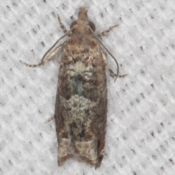 3500.97-Unidentified-Olethreutinae-BG-Moth-Bear-Island-Big-Cypress-Preserve-Fl-2-28-21-2