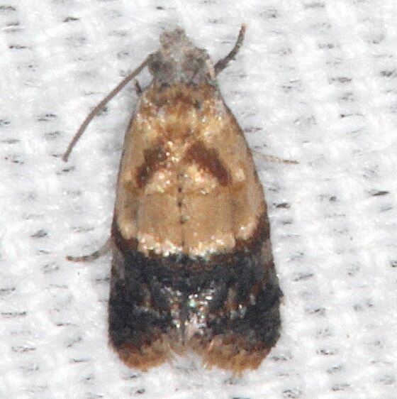 3500.97-Unidentified-Olethreutinae-Moth-Bear-Island-Big-Cypress-Preserve-Fl-3-1-21-2