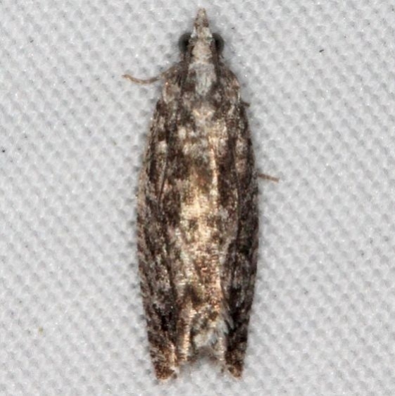 3500.97 Unidentified Olethreutinae Moth Unknown BG Thunder Lk UP Mich 9-29-15
