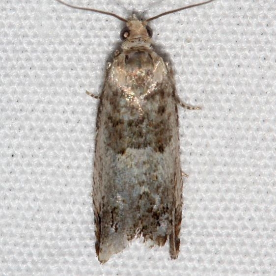 3500.99 BG Unidentified Olethreutinae Moth Golden Gate Canyon St Pk Colorado 6-28-17 (7)_opt