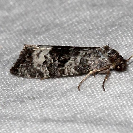 3500.99 Unidentified BG Olethreutinae Moth Golden Gate St Pk Colorado 6-26-17 (10)_opt