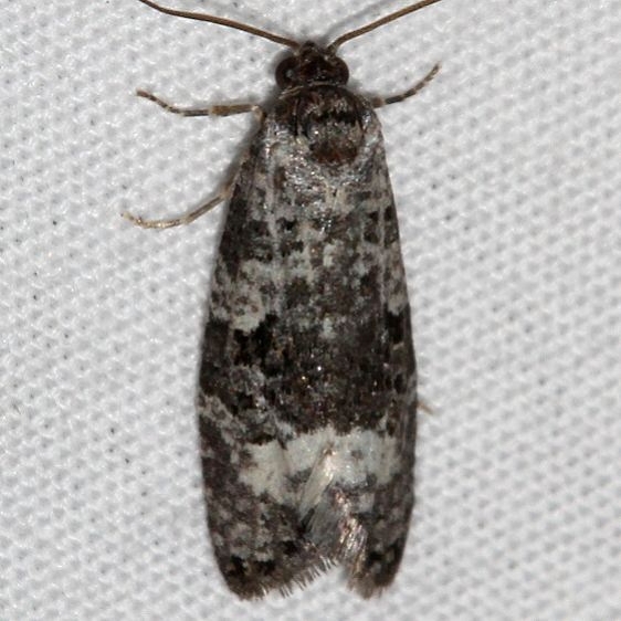 3500.99 Unidentified BG Olethreutinae Moth Golden Gate St Pk Colorado 6-26-17 (9)_opt