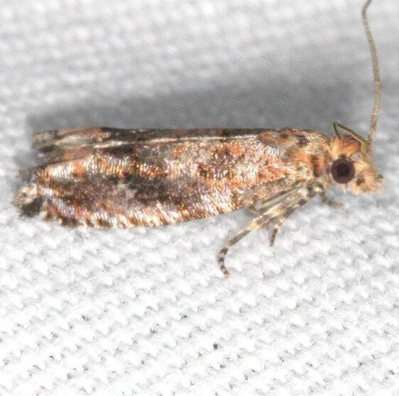 3500.99 Unidentified Olethreutinae Moth BG Kissimmee Prairie St Pk Fl 2-23-21