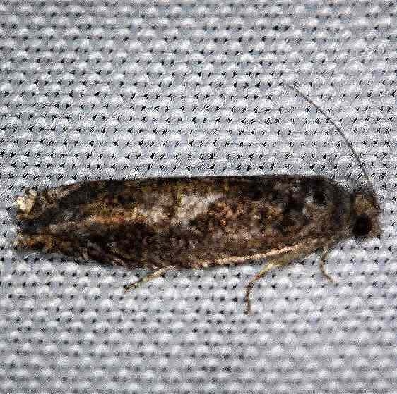 3500.99 Unidentified Olethruetinae Moth Carter Cave St Pk Kentucky 4-23-13 (57)_opt