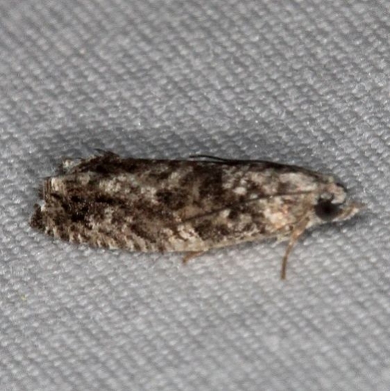 3500.99 Unidentified Olethruetinae Moth Unknown BG Lake UP Mich 9-29-15