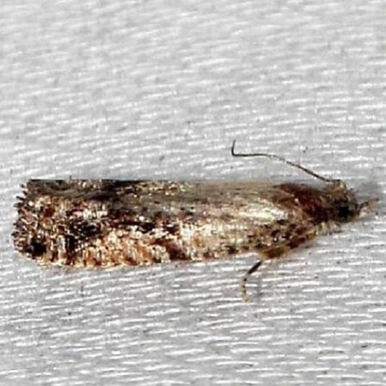 3500.99 Unidentified Olethruetinae Moth Unknown BG Little Talbot Island State Park 2-21-13_opt