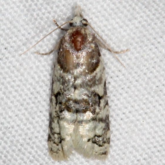 3500.99 Unidentified Olethruetinea Moth BG Fool Hollow Lake St Pk Ariiz 5-23-17 (60)_opt