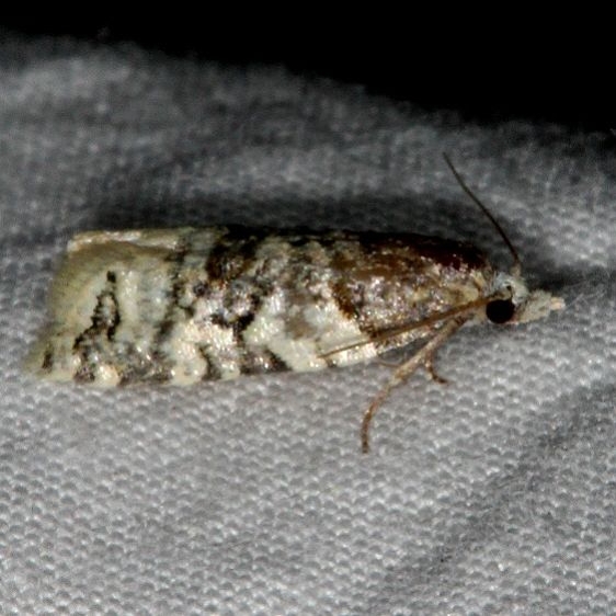 3500.99 Unidentified Olethruetinea Moth BG Fool Hollow Lake St Pk Ariiz 5-23-17 (61)_opt