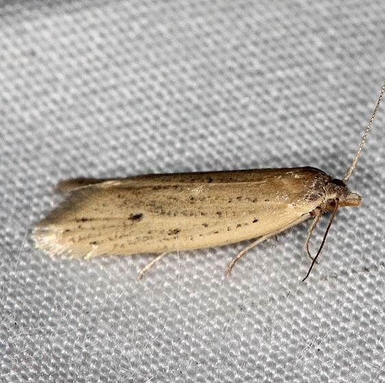 3761.97 Unidentified Aethes Moth  BG Lake Kissimmee St Pk 3-10-14 (30)_opt