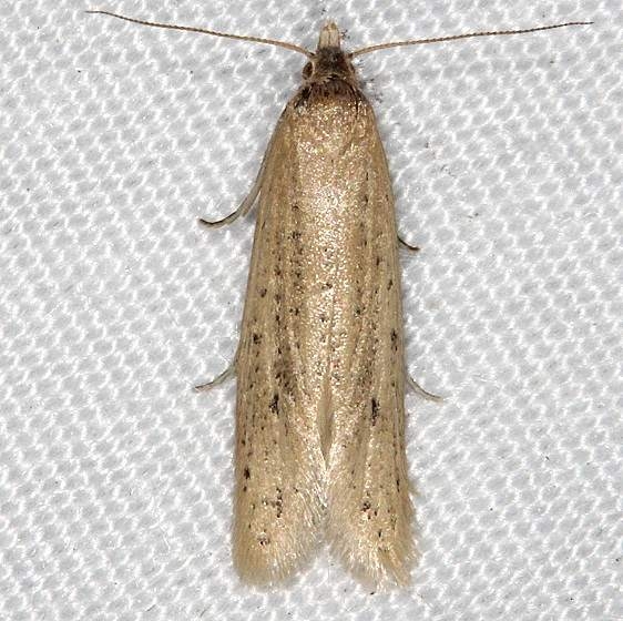 3761.97 Unidentified Aethes Moth  BG Lake Kissimmee St Pk 3-10-14 (31)_opt