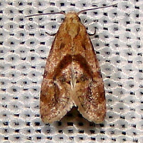3781 Cochylis temerana Nike missle Road junction research Rd 2-28-12
