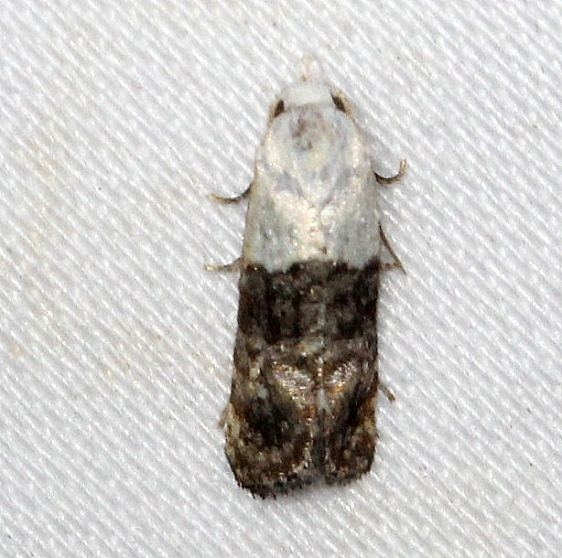 3790 Fleabane Cochylid Moth Kissimmee Prairie St Pk 3-12-13