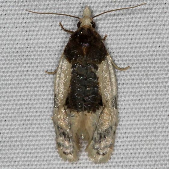 3796 Contrasting Henricus Moth Mesa Verde National Pk Colorado 6-9-17 (48)_opt