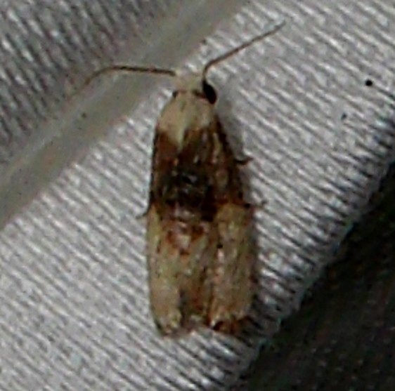 3809.97 Unidentified Phalonida Moth CREW Marsh Fl 3-6-12