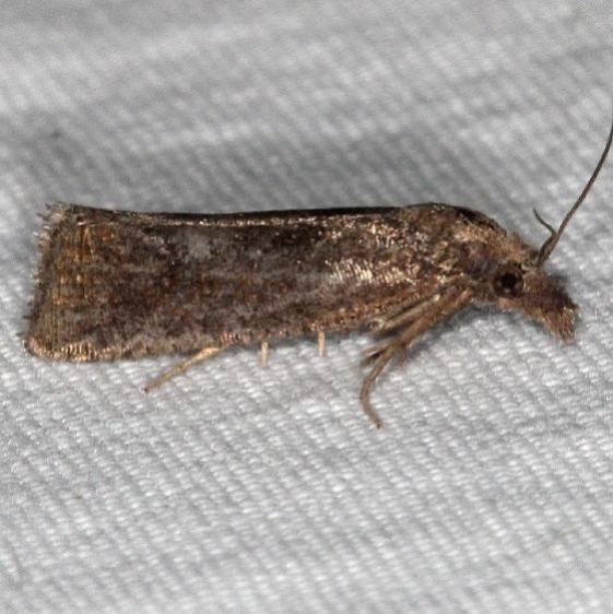 3827.97 Unidentified Phtheochroa Moth BG no ID yard 10-6-16 (1)_opt (1)