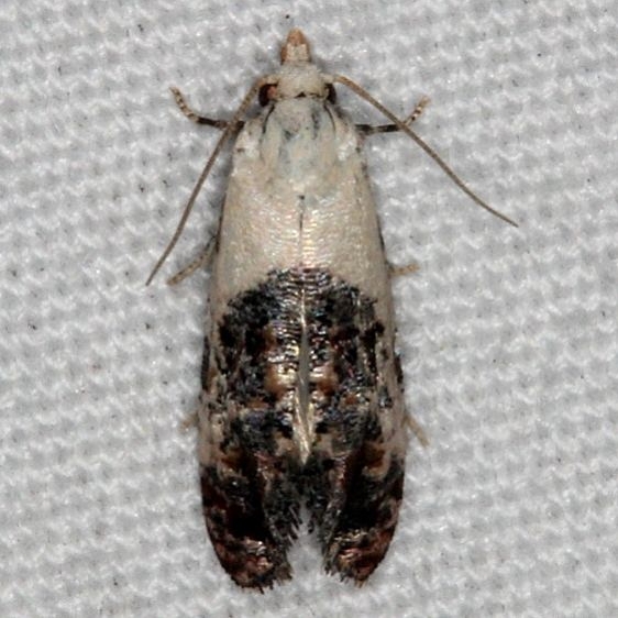 3844 Thyraylia bunteana Moth Silver Lake Cypress Glenn Fl 3-16-15