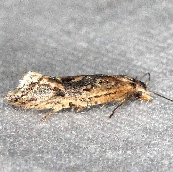 3863.97 Unidentified Cochylinid Moth Lucky Hammock near Everglades 2-27-15_opt