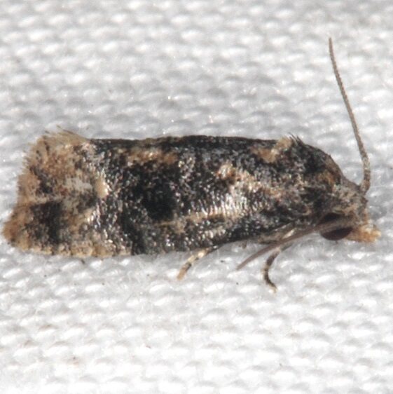3863.97 Unidentified Cochylinid Moth BG Collier-Seminole St Pk Fl 3-2-21
