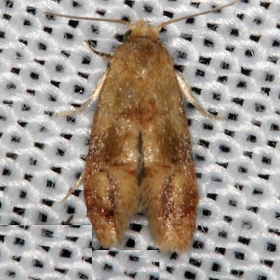 3863.97 Unidentified Cochylinid Moth Lucky Hammock Everglades 2-23-14