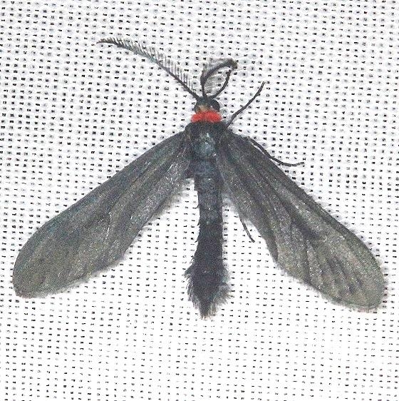 4624 Grapeleaf Skeletonizer Moth Shawnee St Pk Oh 6-14-13